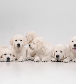 Cream golden retrievers